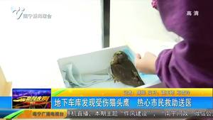 地下车库发现受伤猫头鹰 热心市民救助送医 地下车库发现受伤猫头鹰 热心市民救助送医