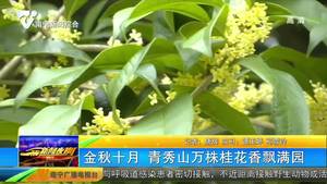 金秋十月 青秀山万株桂花香飘满园 金秋十月 青秀山万株桂花香飘满园