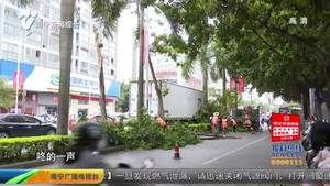 货车行驶中“闯祸” 两棵菩提树断枝 货车行驶中“闯祸” 两棵菩提树断枝