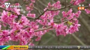 南宁樱花盛放 应援武汉樱花 南宁樱花盛放 应援武汉樱花