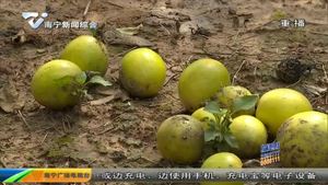 “抗击疫情 爱心助农”大型公益活动 数万斤百香果待售 期盼爱心市民认购 “抗击疫情 爱心助农”大型公益活动 数万斤百香果待售 期盼爱心市民认购