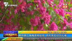 青环路三角梅竞相绽放 市民赏花切勿扎堆 青环路三角梅竞相绽放 市民赏花切勿扎堆