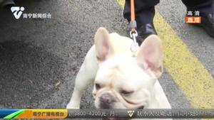 女子顺手牵狗 警方调查多日将狗寻回 女子顺手牵狗 警方调查多日将狗寻回