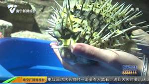 河豚体内有剧毒 别被它的可爱欺骗了! 河豚体内有剧毒 别被它的可爱欺骗了!