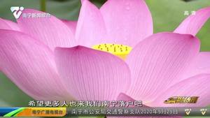 一池荷花绽放 醉了无数游人 一池荷花绽放 醉了无数游人