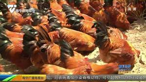 生态土鸡飞天走地 物美价廉味道好 生态土鸡飞天走地 物美价廉味道好