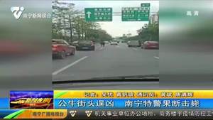 公牛街头逞凶 南宁特警果断击毙 公牛街头逞凶 南宁特警果断击毙