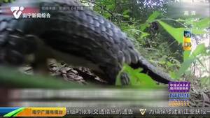 穿山甲提升为国家一级保护野生动物 穿山甲提升为国家一级保护野生动物