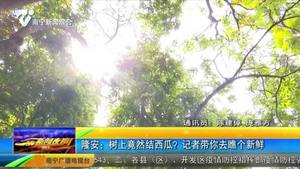 隆安:树上竟然结西瓜? 记者带你去瞧个新鲜 隆安:树上竟然结西瓜? 记者带你去瞧个新鲜
