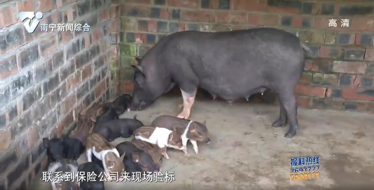 【走向我们的小康生活】给猪买保险 养殖户吃了"定心丸" 【走向我们的小康生活】给猪买保险 养殖户吃了"定心丸"