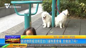 新动物防疫法规定出门遛狗要牵绳 你做到了吗? 新动物防疫法规定出门遛狗要牵绳 你做到了吗?