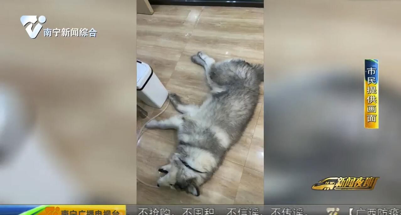 南宁一小区宠物狗接连死亡 狗主人怀疑有人投毒 南宁一小区宠物狗接连死亡 狗主人怀疑有人投毒