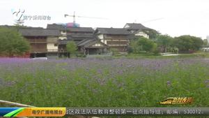 成片的马鞭草灿烂盛放 邂逅一方紫色的“浪漫” 成片的马鞭草灿烂盛放 邂逅一方紫色的“浪漫”
