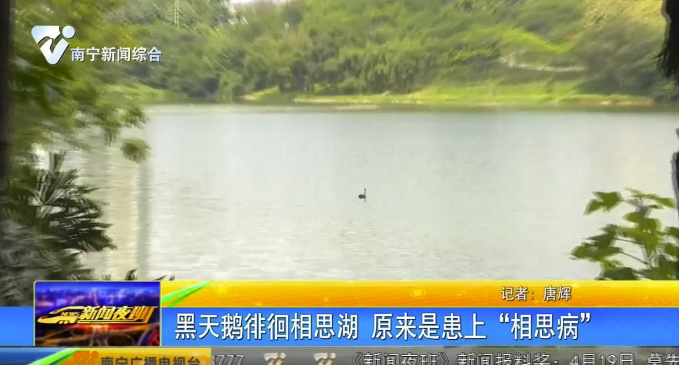 黑天鵝徘徊相思湖 原來是患上“相思病” 黑天鵝徘徊相思湖 原來是患上“相思病”