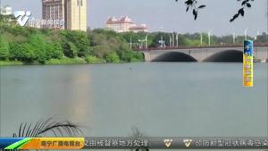 水清岸绿环境改善 相思湖引来黑天鹅 水清岸绿环境改善 相思湖引来黑天鹅