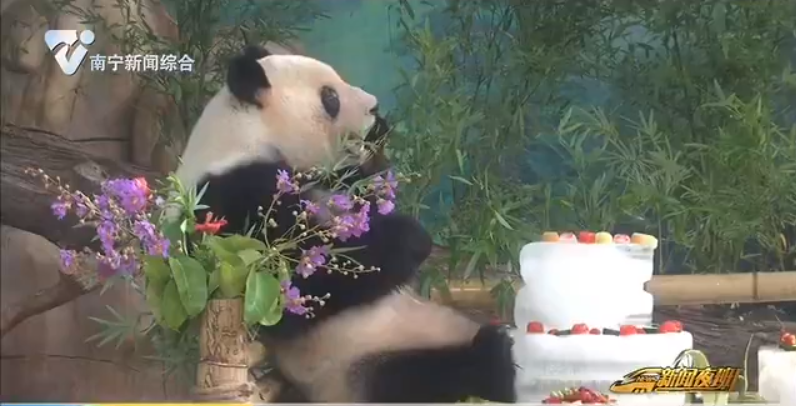 团团坐吃“蛋糕” 大熊猫兄妹迎6岁生日