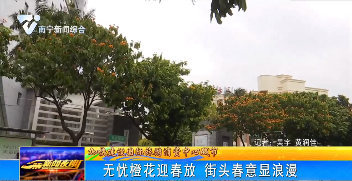 無憂橙花迎春放 街頭春意顯浪漫