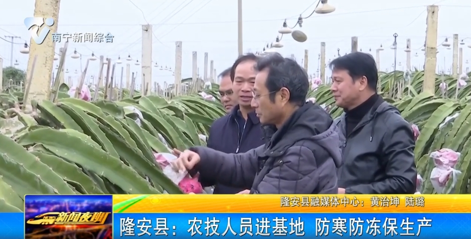 隆安县：农技人员进基地 防寒防冻保生产