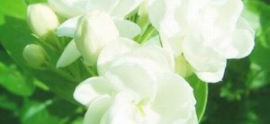 圖解中國茉莉花之鄉