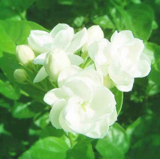 圖解中國茉莉花之鄉