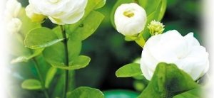 美在橫縣 茉莉飄香