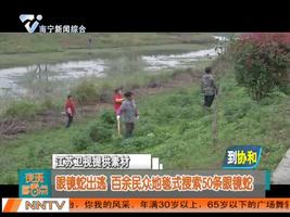 眼镜蛇出逃  百余民众地毯式搜索50条眼镜蛇