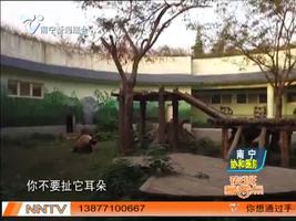 游客跳进熊猫馆   “人熊大战”随即上演