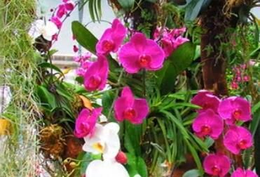 青秀山公園蘭花