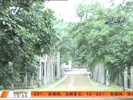 防城港:“金花茶”花开金灿灿 保护区里春意闹 防城港:“金花茶”花开金灿灿 保护区里春意闹