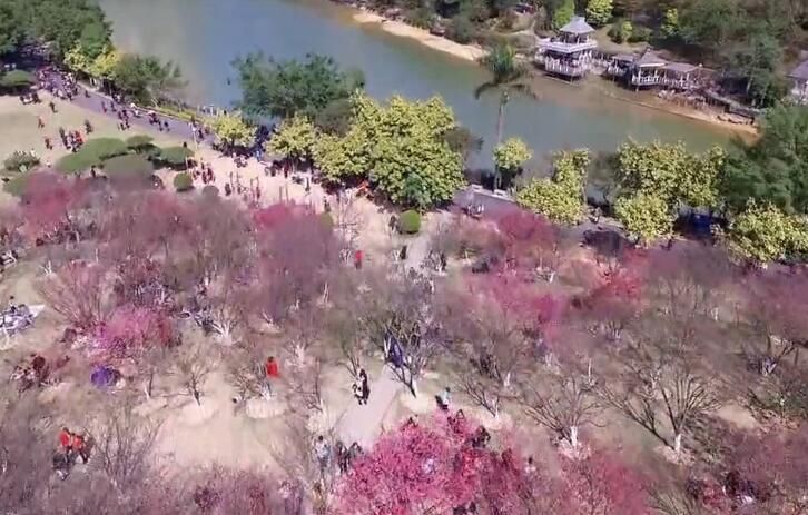 驚艷！航拍南寧石門公園花海