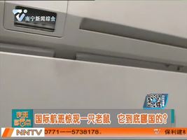 西安：国际航班惊现一只老鼠  它到底哪国的？