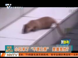 苏州：小区来了“不速之客” 是喜是忧？