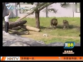奇葩男跳入动物园狮子坑 叫嚣“咬我啊”