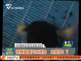 视频直播开水浇狗  太残忍！