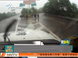 11头牛窜上高速路  交警临时充当赶牛郎