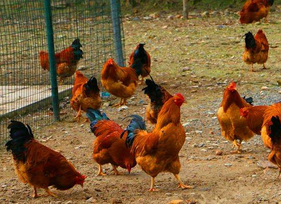 港口区：贫困户特色产业覆盖率达85％以上