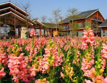 南宁青秀山花景