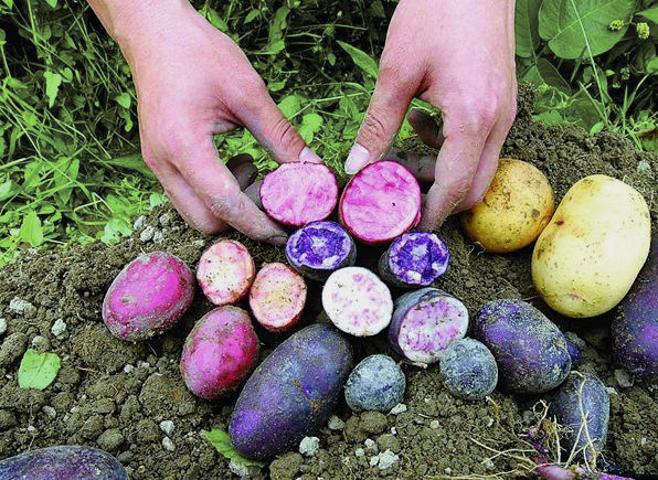 夏季清新菜—七彩馬鈴薯