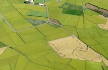 稻香蕉甜民众欢 农业合作天地广