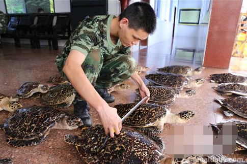 广西防城港查获38只国家二级保护动物玳瑁标本