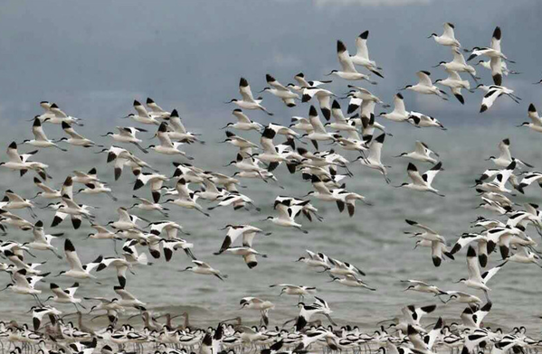 广西东兴市：“鸟人”与候鸟同行