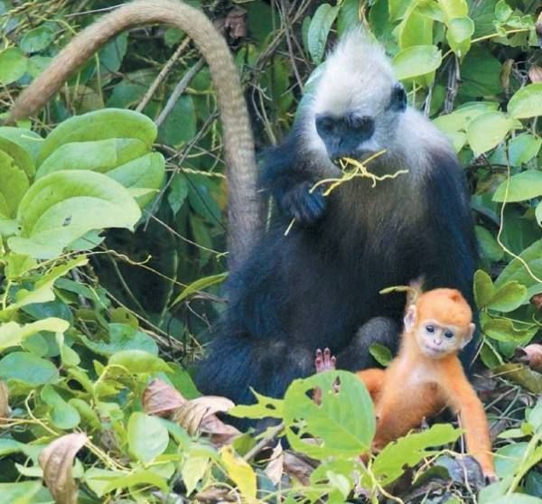 崇左旅游：扶绥白头叶猴自然保护区