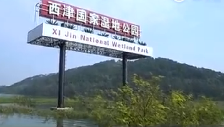 横县西津的“国家湿地公园”