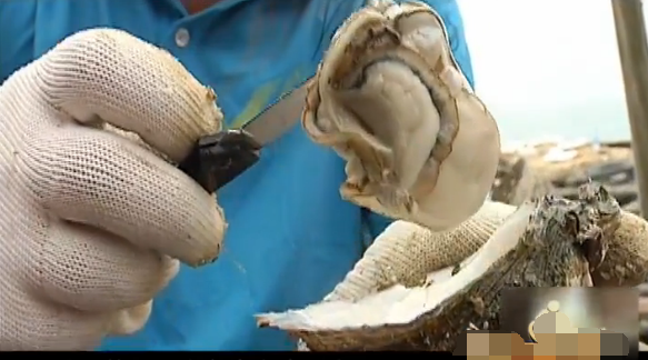 走进钦州茅尾海 感受大蚝的诱惑