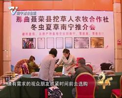 西藏那曲冬虫夏草推介会火热进行中