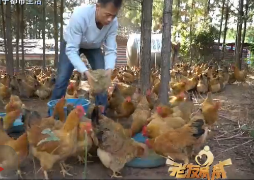 这里有好嘢：吃草的土鸡