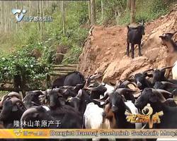 这里有好嘢： 铜鼓山羊（上）