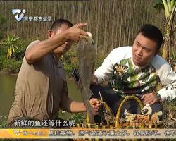 这里有好嘢： 老黄的生态鱼