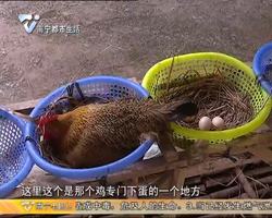 这里有好嘢：南瓜鸡（上）