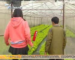 这里有好嘢：好吃 好看又好玩的盆栽蔬菜